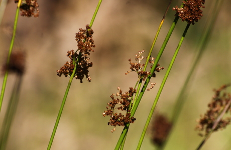 Flatter-Simse (Juncus effusus) - © Emanuel Trummer Flatter-Simse (Juncus effusus) - © Emanuel Trummer